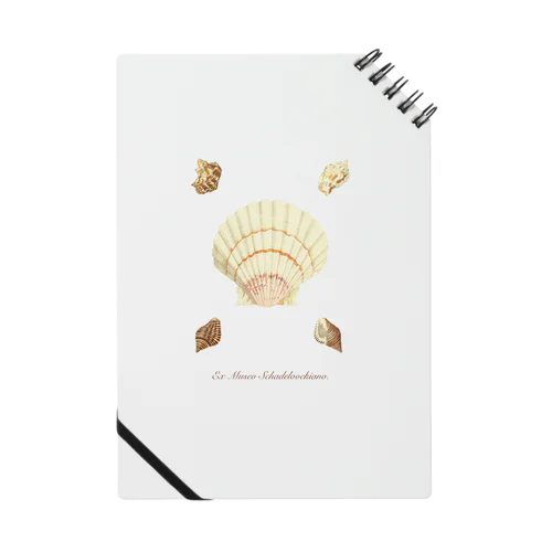 貝がら seashells Notebook