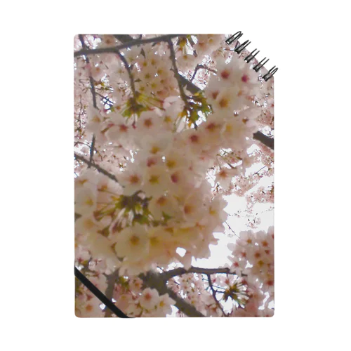 世界の風景:Sakura 노트