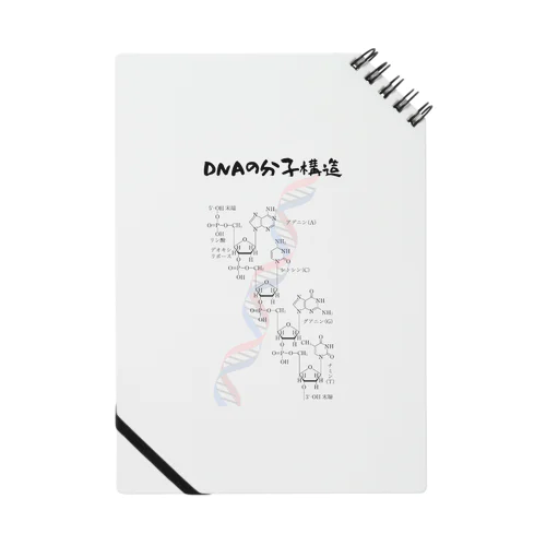 DNAの分子構造 ノート