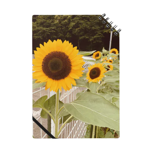 サンフラワー🌻 ノート