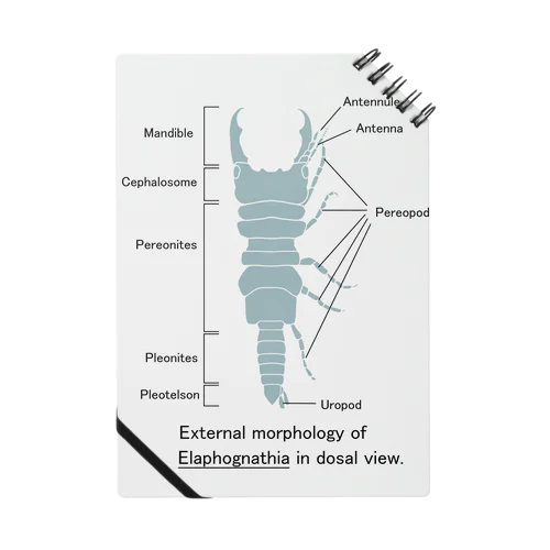 ウミクワガタの外部形態 Notebook