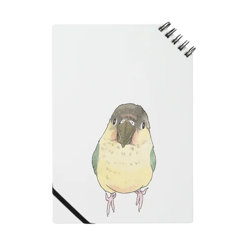 可愛いウロコメキシコインコちゃん【まめるりはことり】 ノート