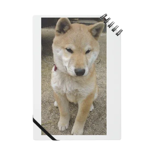 柴犬ライチ③ ノート