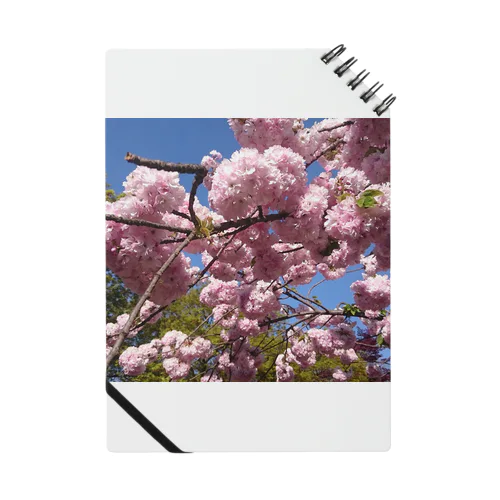 桜 Notebook