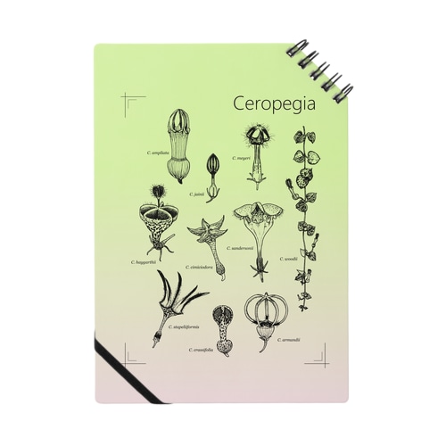T-29 Ceropegia　ノート Notebook
