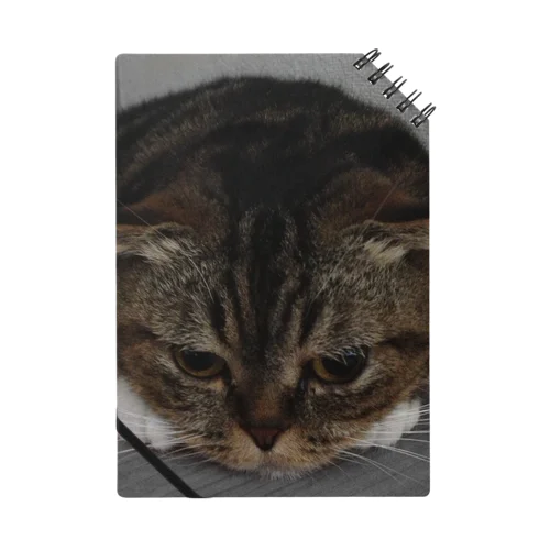 愛猫momocoのお願い Notebook