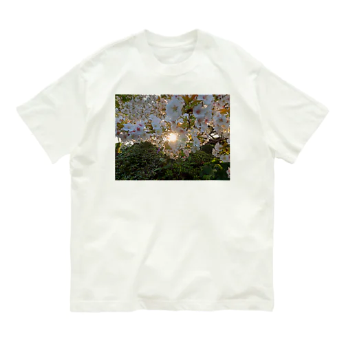 桜満開 - Backlit Sakura - オーガニックコットンTシャツ