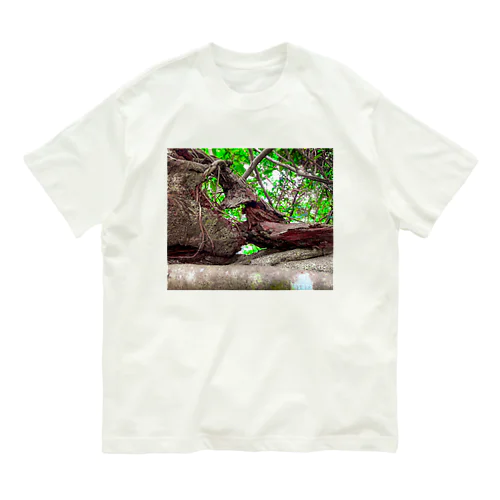 探究 2 Organic Cotton T-Shirt