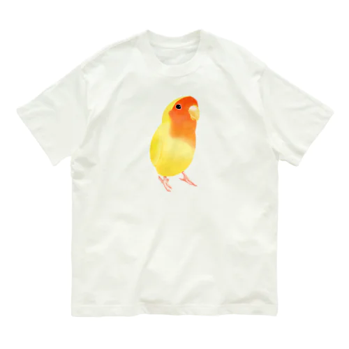 コザクラインコ　おすましルチノー【まめるりはことり】 オーガニックコットンTシャツ