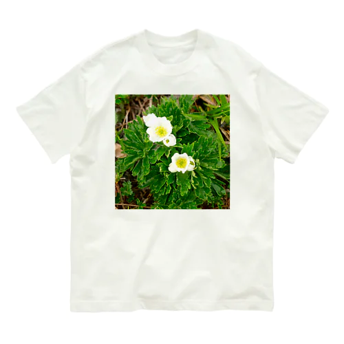 植物図鑑 ハクサンイチゲ オーガニックコットンTシャツ