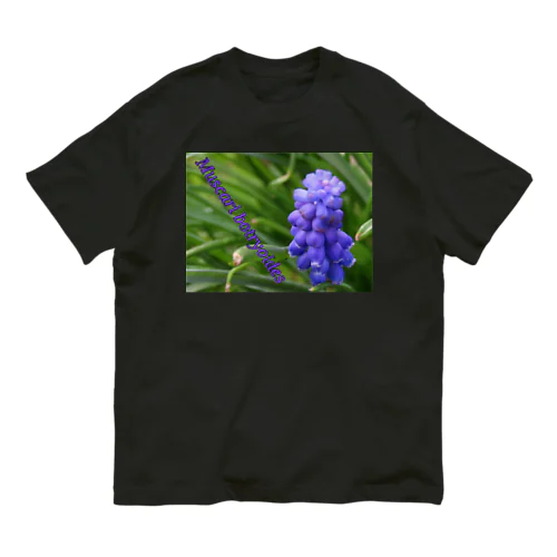 Muscari botryoides(4:3) オーガニックコットンTシャツ