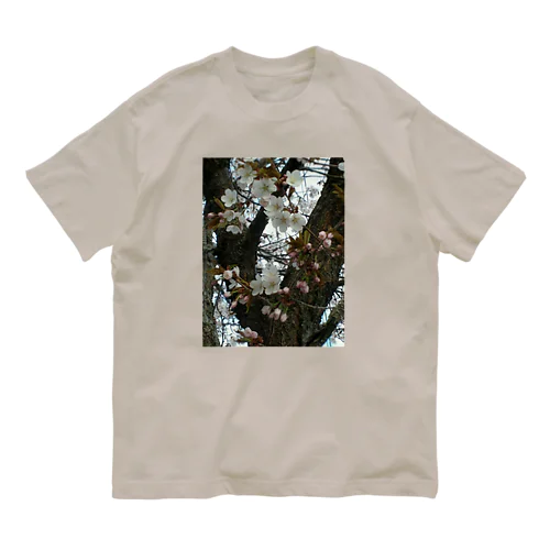 201605121700000　曇り日の桜 Organic Cotton T-Shirt