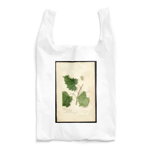 Scuppernong  Reusable Bag