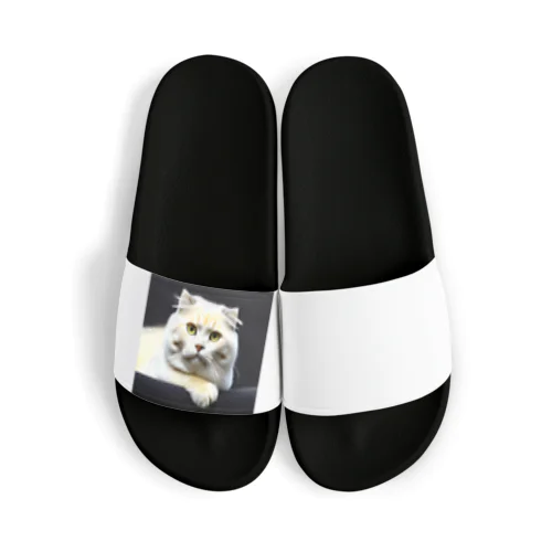 かわいい猫ちゃんの写真 Sandals