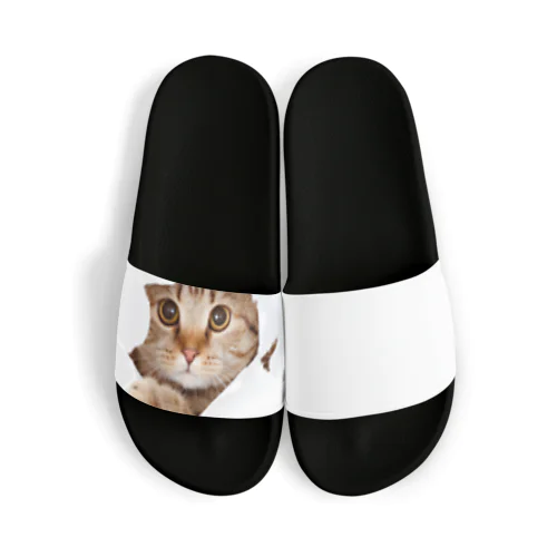 White Free Cute Funny Cat T-shirt Sandals
