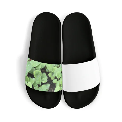新しい始まりを象徴する緑の新芽がプランターから顔を出しました🌱 Sandals