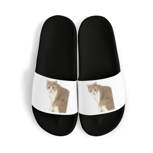 マシロくん猫グッズ Sandals