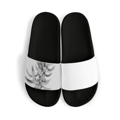 多肉植物B Black and white Sandals