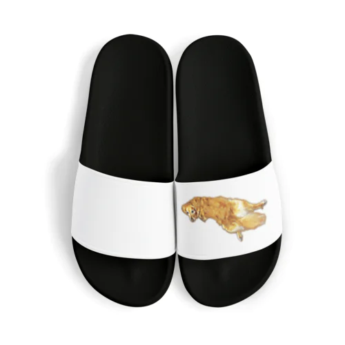 golden retriever Sandals