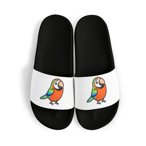 Chubby Bird ハルクインコンゴウインコ Sandals