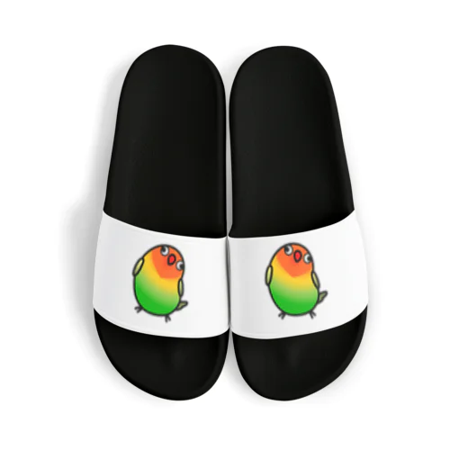 Chubby Bird ルリゴシボタンインコ Sandals