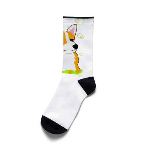 コーギー癒し犬 Socks