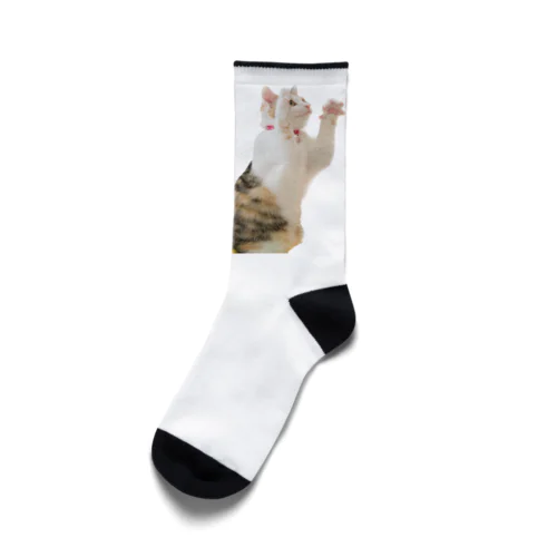 バンザイ　三毛猫 Socks