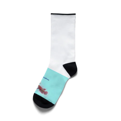 恋する魚たち Socks