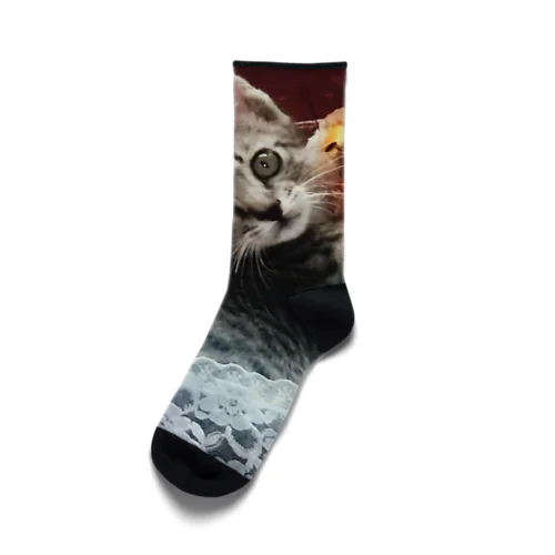 ねこいっぱい Socks