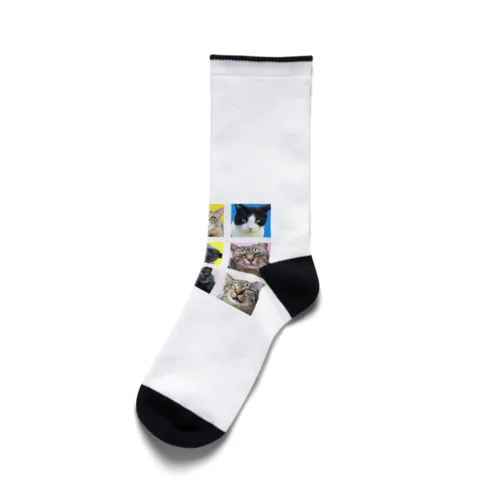 交流猫ズ スター軍団 Socks