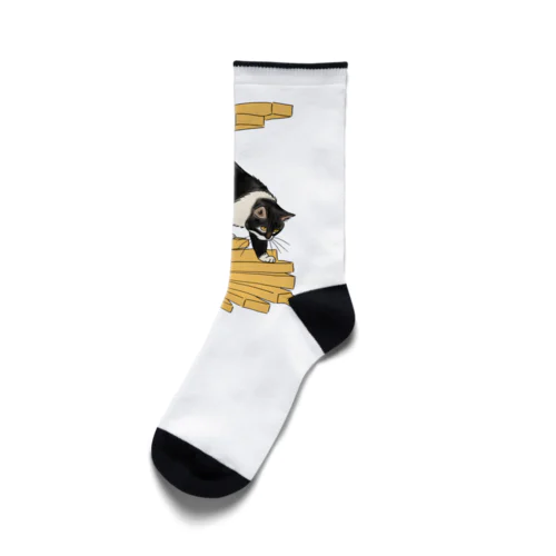 階段を降りる猫 Socks