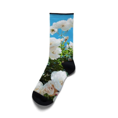 白い薔薇と青い空 Socks