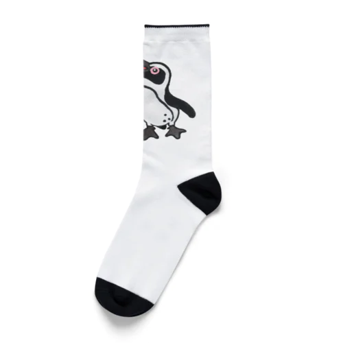 仲良く鳴き交わす🐧🐧 Socks