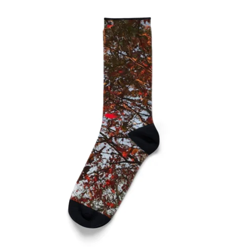 201910181619002　桜の紅葉 Socks