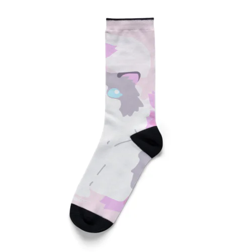 ラグドール×桜 Socks