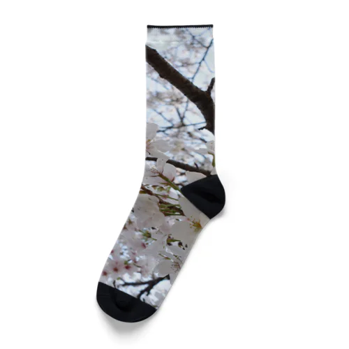 桜〜交野〜 Socks