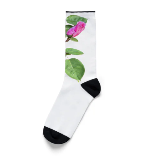 🌹 wild rose 🌹 Socks