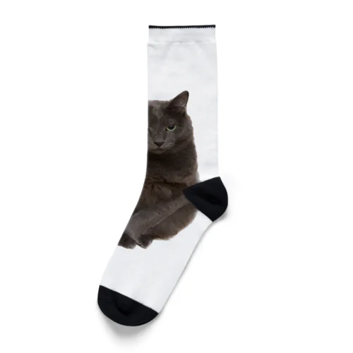 うちの猫　弐 Socks