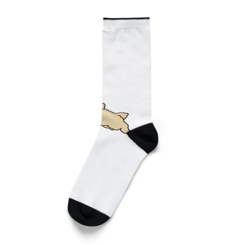 配信うちの犬 Socks