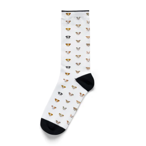 Jack Russell Terrier Socks