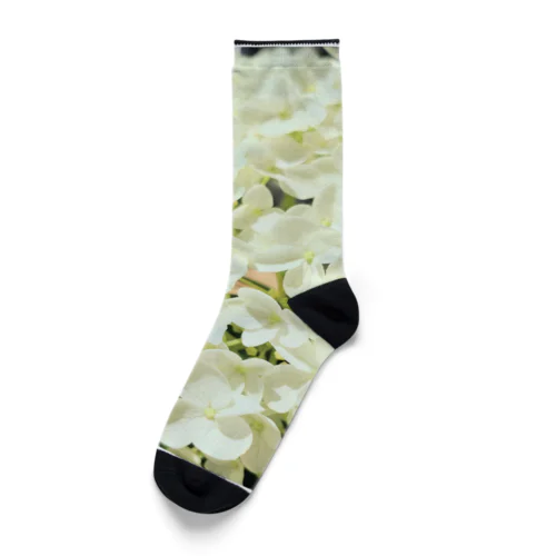 紫陽花　白 Socks