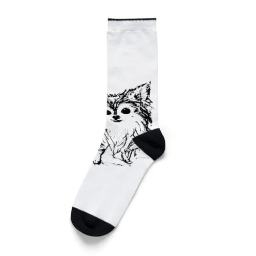 チワワのマメ2 Socks