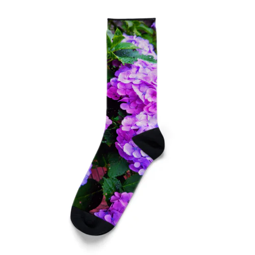 紫陽花(梅雨) Socks