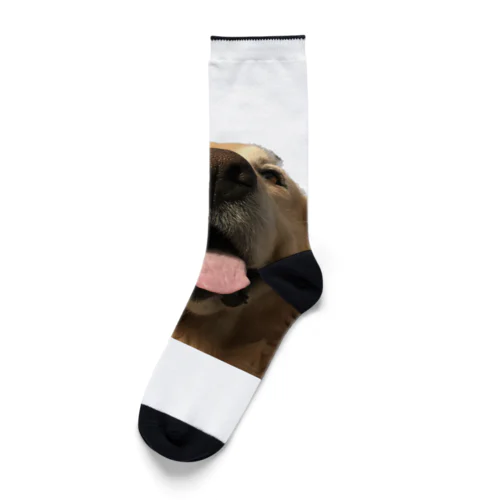 笑顔なゴールデンレトリバー Socks