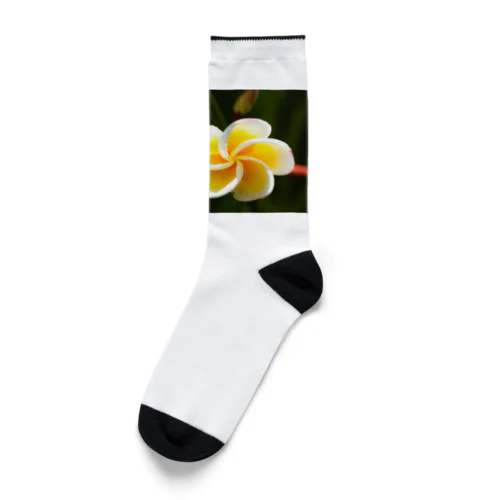 Flower of the Heart　プルメリア Socks