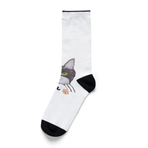 チョークアートの白黒ハチワレ猫推し😸 Socks