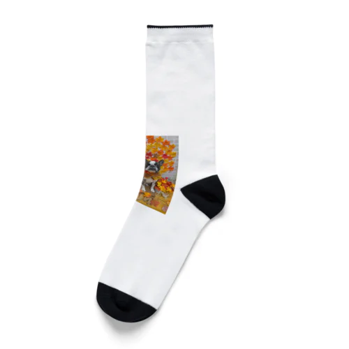 秋　ボストンテリアジョー君　ウィンク Socks