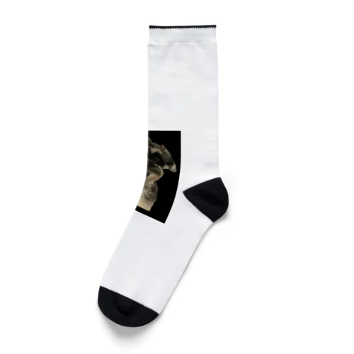 シュナウザー　グッズ　キュート Socks