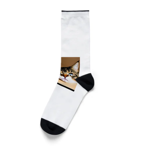 箱に入った可愛い猫 Socks