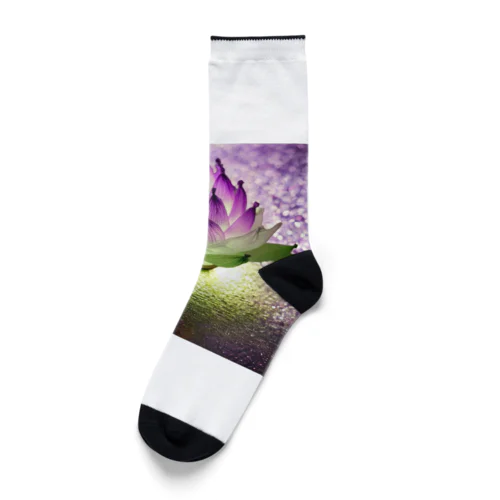 紫の蓮 Socks